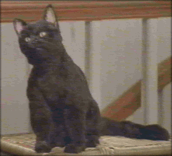 A cat with a round face and large ears.